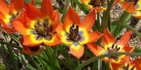 Patuljasti tulipan: u crvenoj knjizi ili ne, opis, sadnja i njega